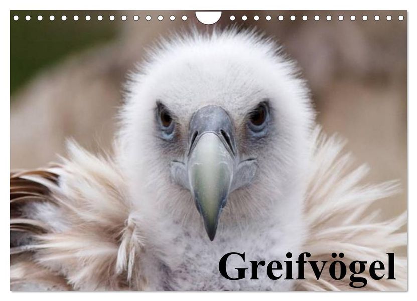Greifvögel (Wandkalender 2026 DIN A4 quer) CALVENDO Monatskalender