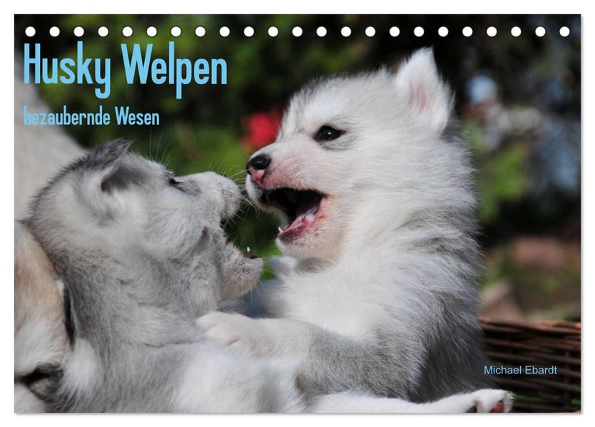 Husky Welpen (Tischkalender 2026 DIN A5 quer) CALVENDO Monatskalender