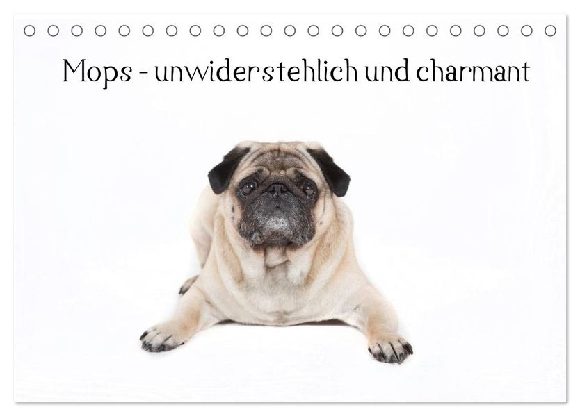 Mops - unwiderstehlich und charmant (Tischkalender 2026 DIN A5 quer) CALVENDO Monatskalender