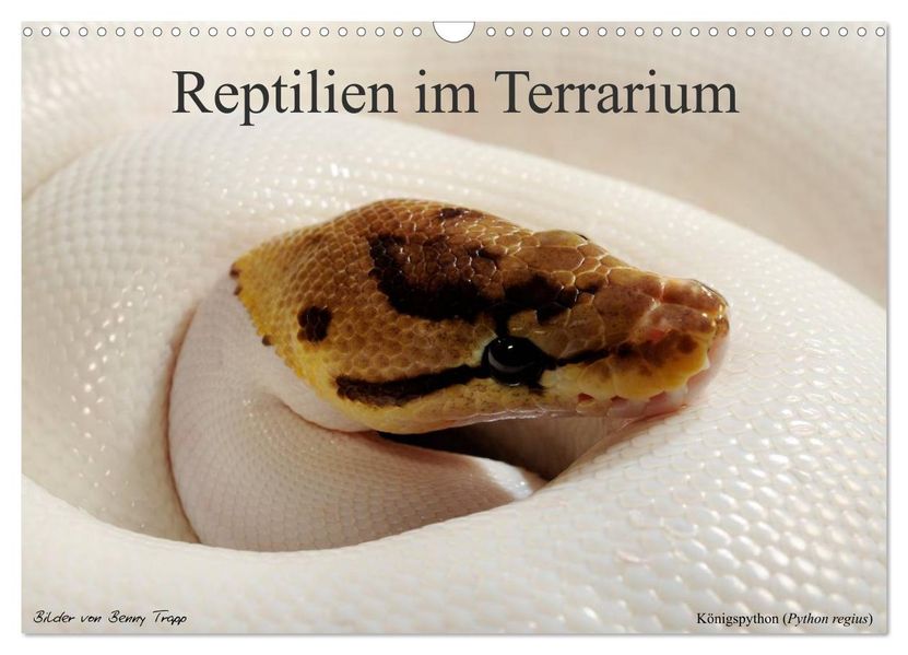 REPTILIEN IM TERRARIUM (Wandkalender 2026 DIN A3 quer) CALVENDO Monatskalender