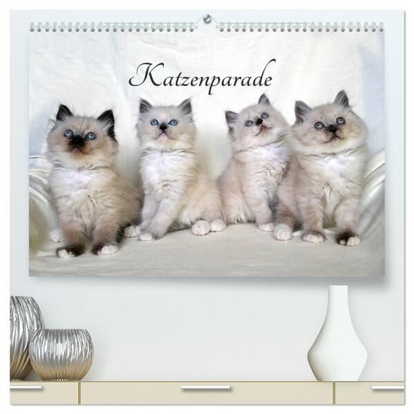 Katzenparade (hochwertiger Premium Wandkalender 2026 DIN A2 quer) Kunstdruck in Hochglanz