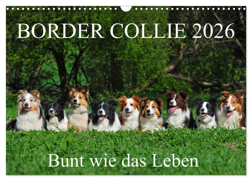 Border Collie 2026 (Wandkalender 2026 DIN A3 quer) CALVENDO Monatskalender