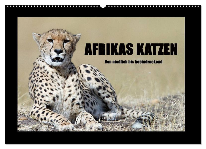 Afrikas Katzen (Wandkalender 2026 DIN A2 quer) CALVENDO Monatskalender