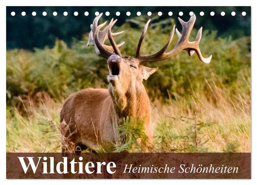 Wildtiere. Heimische Schönheiten (Tischkalender 2026 DIN A5 quer) CALVENDO Monatskalender