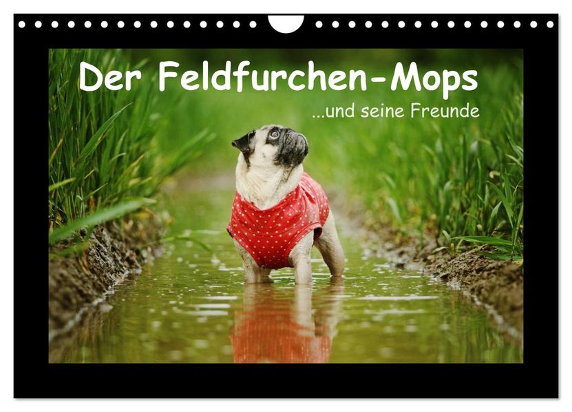 Der Feldfurchen-Mops (Wandkalender 2026 DIN A4 quer) CALVENDO Monatskalender