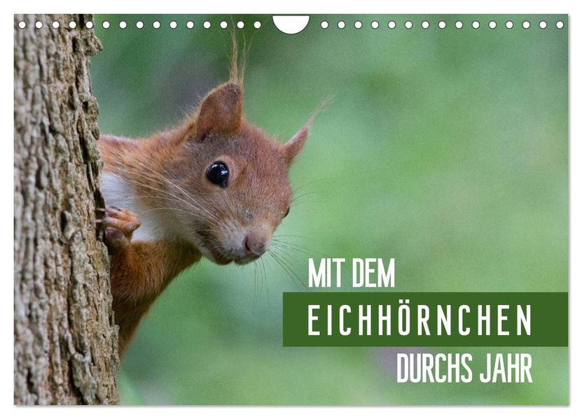 Mit dem Eichhörnchen durchs Jahr (Wandkalender 2026 DIN A4 quer) CALVENDO Monatskalender