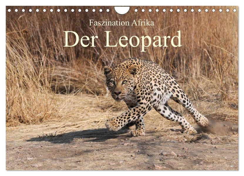 Faszination Afrika: Der Leopard (Wandkalender 2026 DIN A4 quer) CALVENDO Monatskalender