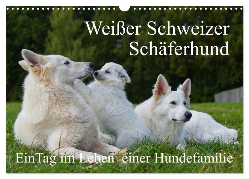 Weißer Schweizer Schäferhund - Ein Tag im Leben einer Hundefamilie (Wandkalender 2026 DIN A3 quer) CALVENDO Monatskalender