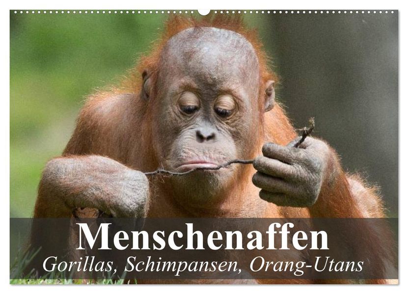 Menschenaffen. Gorillas Schimpansen Orang-Utans (Wandkalender 2026 DIN A2 quer) CALVENDO Monatskalender