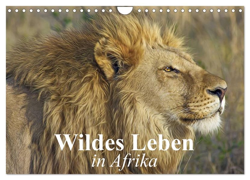 Wildes Leben in Afrika (Wandkalender 2026 DIN A4 quer) CALVENDO Monatskalender