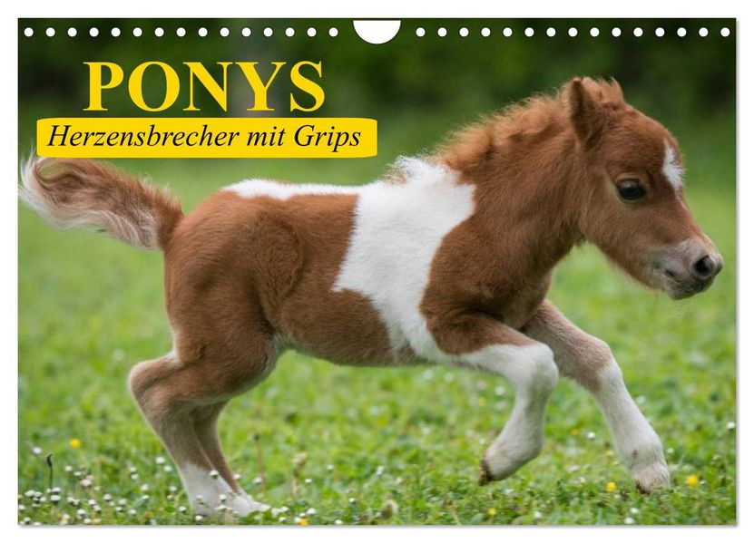 Ponys. Herzensbrecher mit Grips (Wandkalender 2026 DIN A4 quer) CALVENDO Monatskalender