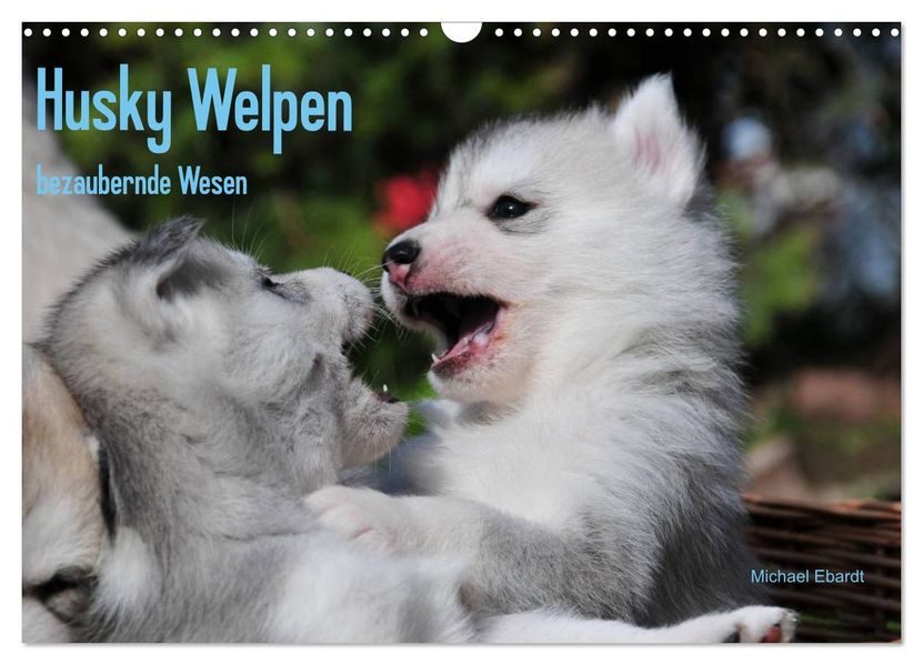 Husky Welpen (Wandkalender 2026 DIN A3 quer) CALVENDO Monatskalender