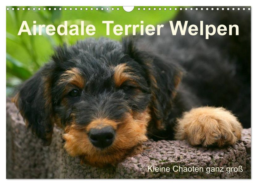 Airedale Terrier Welpen (Wandkalender 2026 DIN A3 quer) CALVENDO Monatskalender