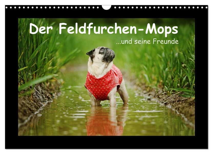Der Feldfurchen-Mops (Wandkalender 2026 DIN A3 quer) CALVENDO Monatskalender
