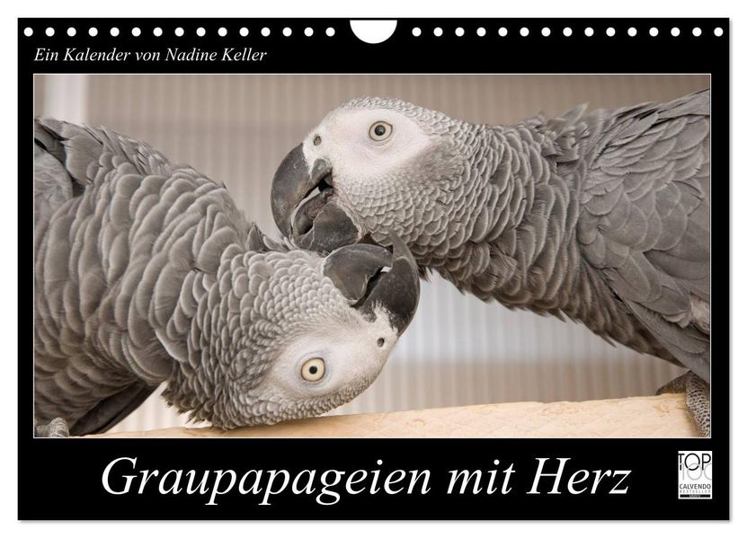 Graupapageien mit Herz (Wandkalender 2026 DIN A4 quer) CALVENDO Monatskalender