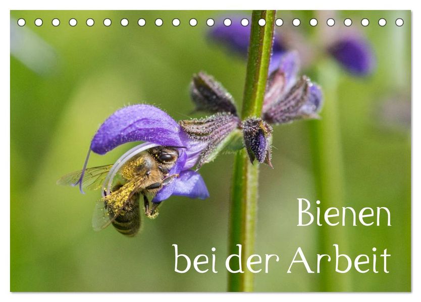 Bienen bei der Arbeit (Tischkalender 2026 DIN A5 quer) CALVENDO Monatskalender