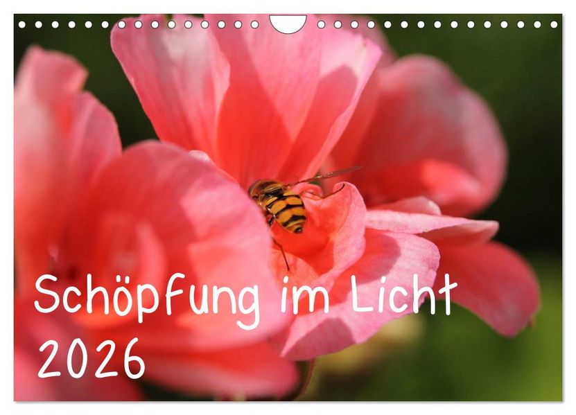 Schöpfung im Licht (Wandkalender 2026 DIN A4 quer) CALVENDO Monatskalender