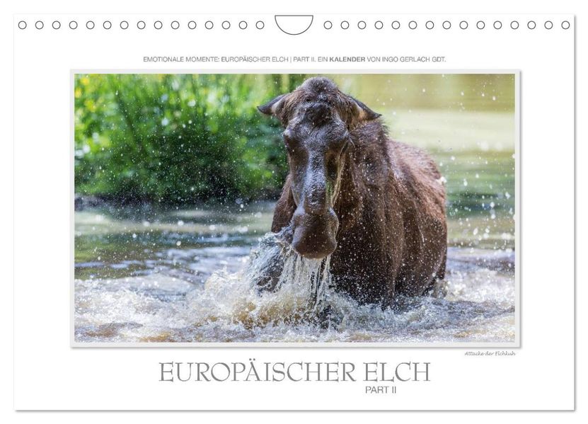 Emotionale Momente: Europäischer Elch Part II (Wandkalender 2026 DIN A4 quer) CALVENDO Monatskalender