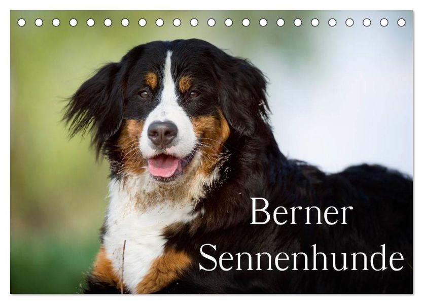 Berner Sennenhunde (Tischkalender 2026 DIN A5 quer) CALVENDO Monatskalender