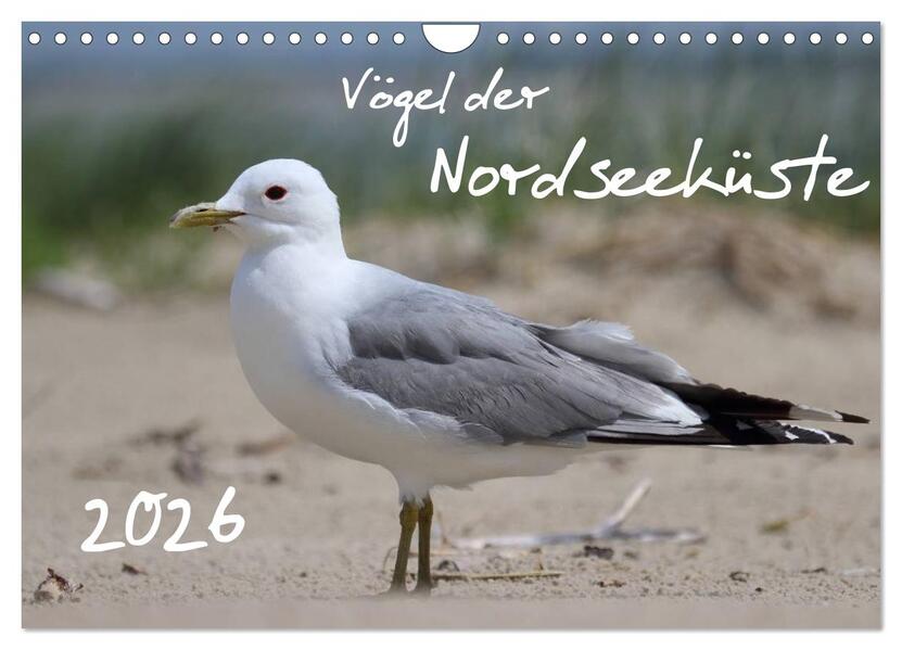 Vögel der Nordseeküste (Wandkalender 2026 DIN A4 quer) CALVENDO Monatskalender