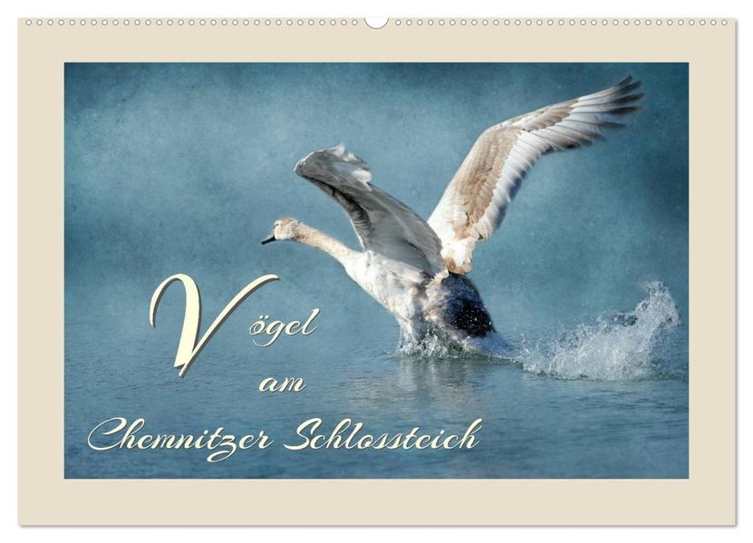 Vögel am Chemnitzer Schlossteich (Wandkalender 2026 DIN A2 quer) CALVENDO Monatskalender