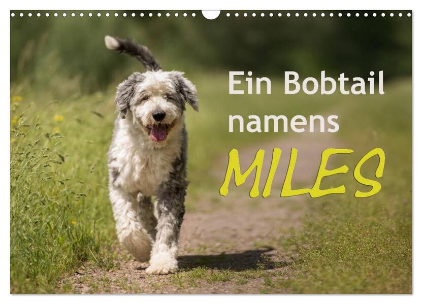 Ein Bobtail namens Miles (Wandkalender 2026 DIN A3 quer) CALVENDO Monatskalender