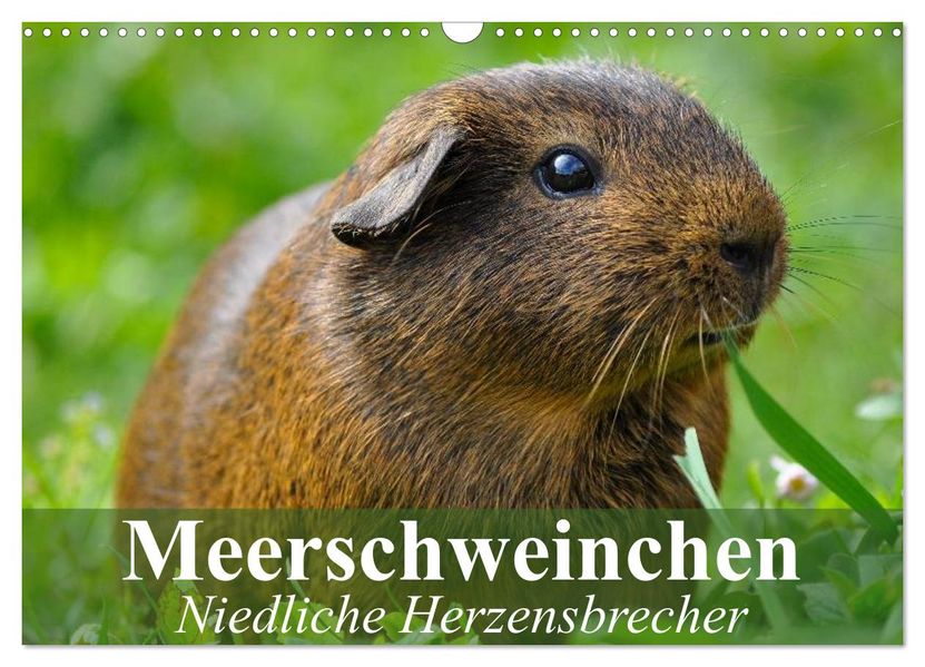 Meerschweinchen Niedliche Herzensbrecher (Wandkalender 2026 DIN A3 quer) CALVENDO Monatskalender