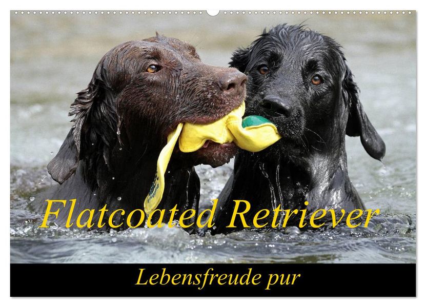 Flatcoated Retriever (Wandkalender 2026 DIN A2 quer) CALVENDO Monatskalender