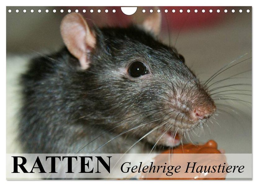 Ratten - Gelehrige Haustiere (Wandkalender 2026 DIN A4 quer) CALVENDO Monatskalender