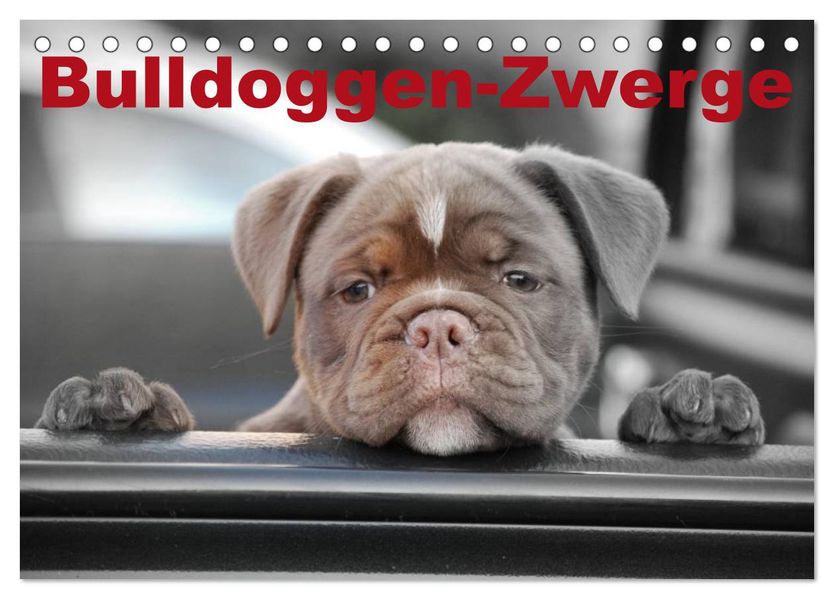 Bulldoggen-Zwerge (Tischkalender 2026 DIN A5 quer) CALVENDO Monatskalender