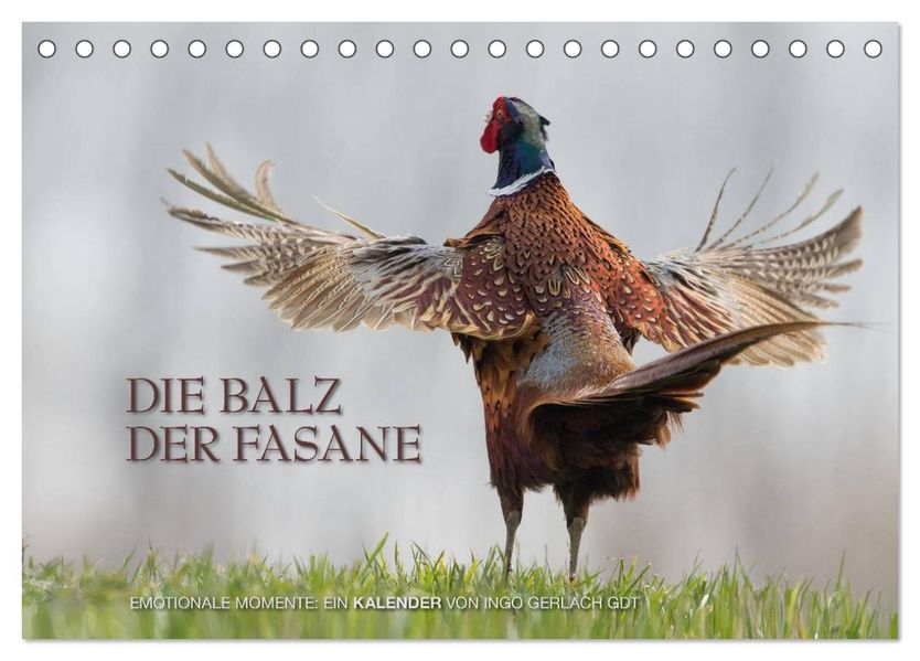 Emotionale Momente: Die Balz der Fasane / CH-Version (Tischkalender 2026 DIN A5 quer) CALVENDO Monatskalender