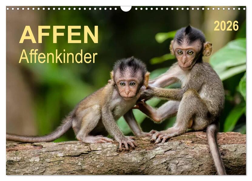 Affen - Affenkinder (Wandkalender 2026 DIN A3 quer) CALVENDO Monatskalender