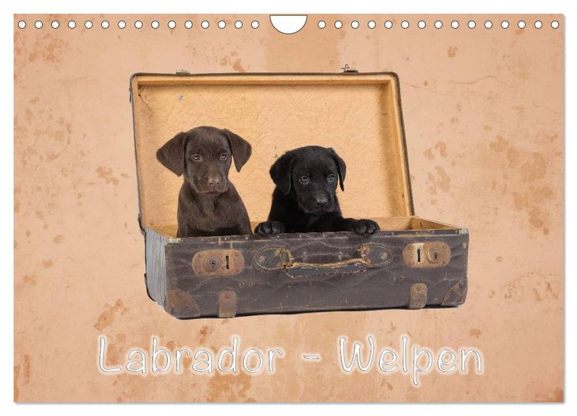 Labrador - Welpen (Wandkalender 2026 DIN A4 quer) CALVENDO Monatskalender