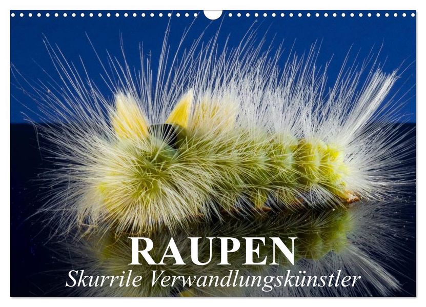 Raupen - Skurrile Verwandlungskünstler (Wandkalender 2026 DIN A3 quer) CALVENDO Monatskalender