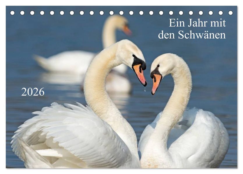 Ein Jahr mit den Schwänen (Tischkalender 2026 DIN A5 quer) CALVENDO Monatskalender