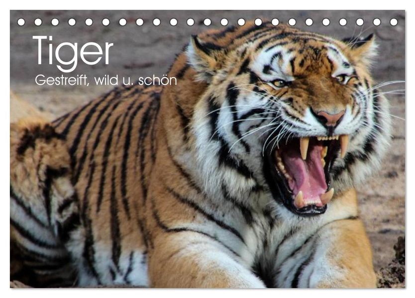 Tiger. Gestreift wild u. schön (Tischkalender 2026 DIN A5 quer) CALVENDO Monatskalender