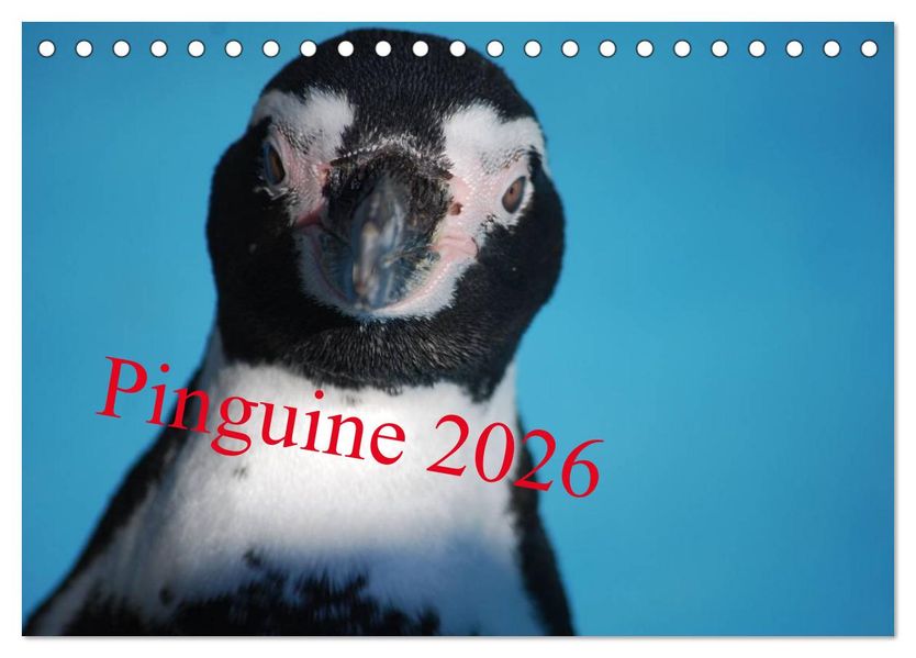 Pinguine 2026 (Tischkalender 2026 DIN A5 quer) CALVENDO Monatskalender