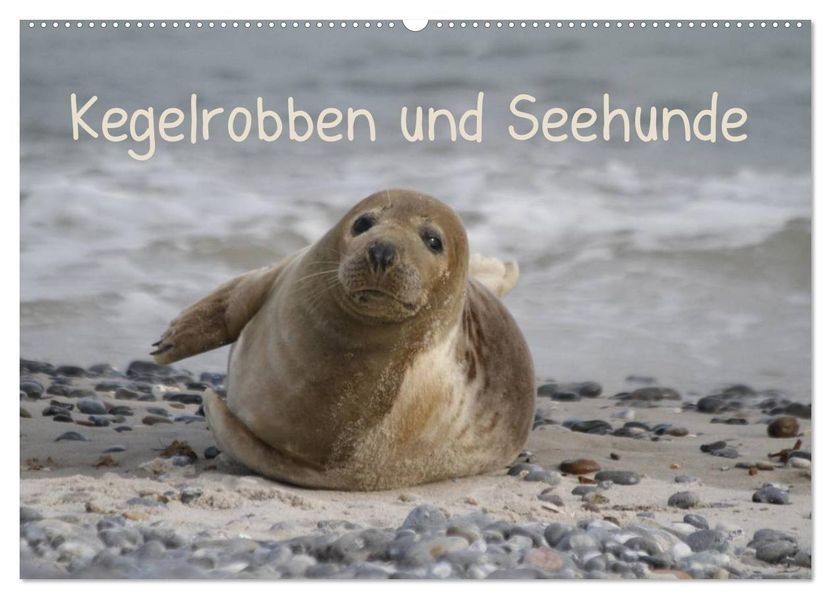 Kegelrobben und Seehunde (Wandkalender 2026 DIN A2 quer) CALVENDO Monatskalender