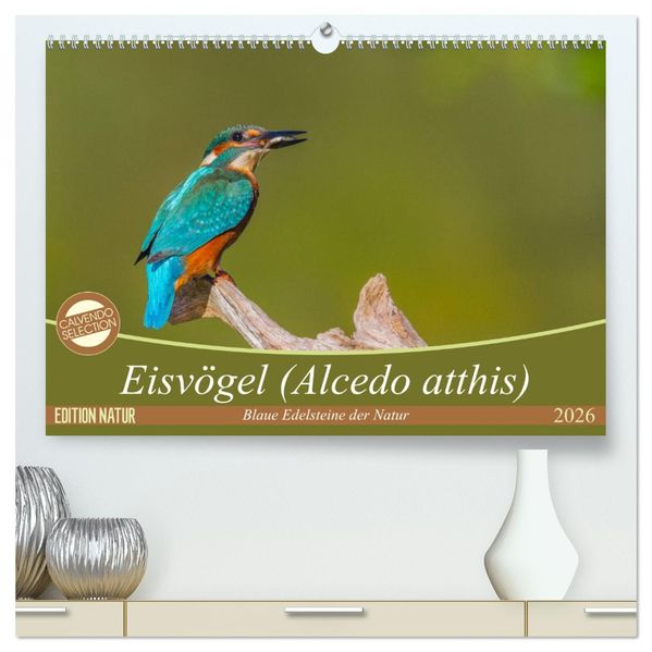 Eisvögel (Alcedo atthis) - Edelsteine der Natur (hochwertiger Premium Wandkalender 2026 DIN A2 quer) Kunstdruck in Hochglanz