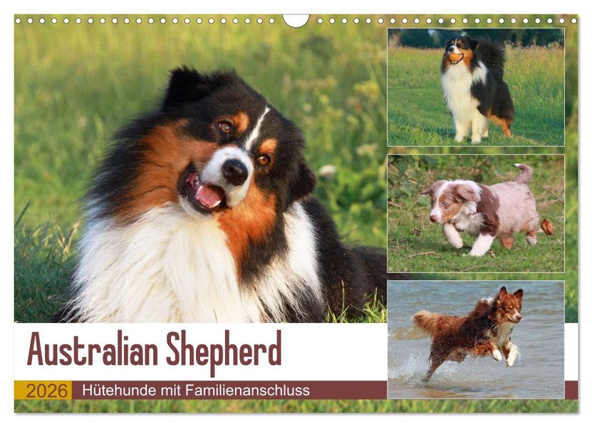 Australian Shepherd - Hütehunde mit Familienanschluss (Wandkalender 2026 DIN A3 quer) CALVENDO Monatskalender