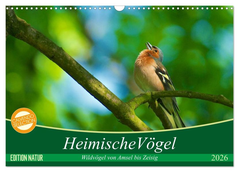 Heimische Vögel (Wandkalender 2026 DIN A3 quer) CALVENDO Monatskalender
