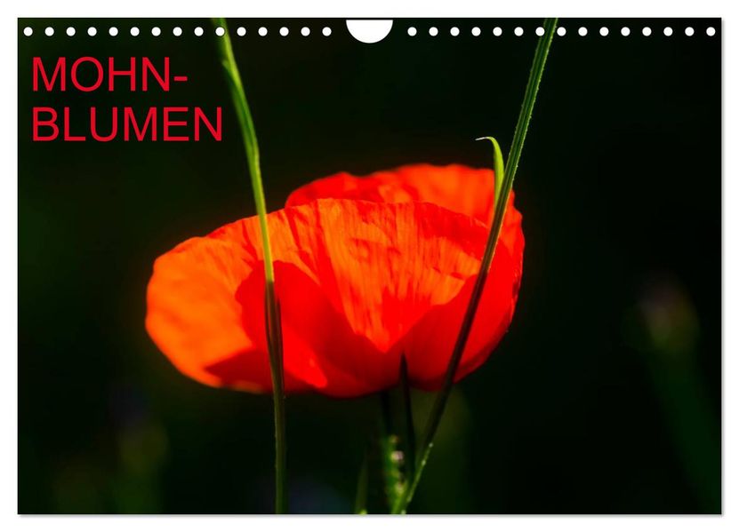 Mohnblumen (Wandkalender 2026 DIN A4 quer) CALVENDO Monatskalender