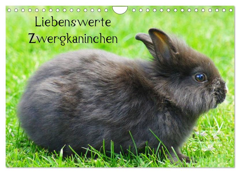 Liebenswerte Zwergkaninchen (Wandkalender 2026 DIN A4 quer) CALVENDO Monatskalender