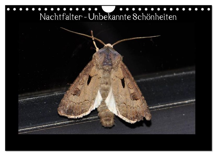 Nachtfalter - Unbekannte Schönheiten (Wandkalender 2026 DIN A4 quer) CALVENDO Monatskalender