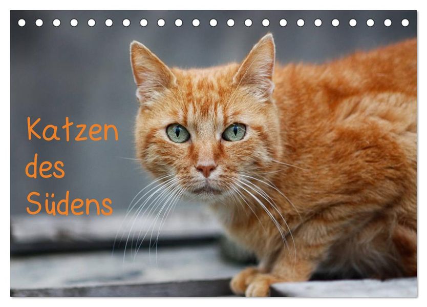 Katzen des Südens (Tischkalender 2026 DIN A5 quer) CALVENDO Monatskalender