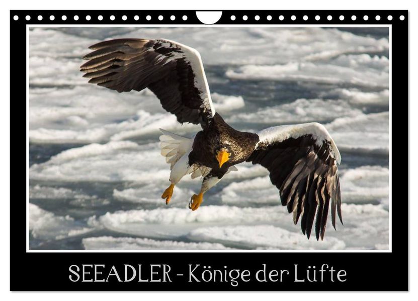 Seeadler - Könige der Lüfte (Wandkalender 2026 DIN A4 quer) CALVENDO Monatskalender