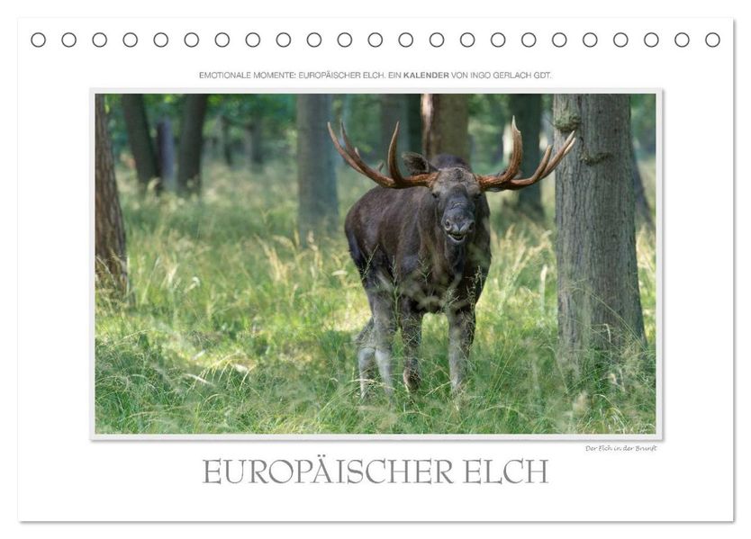 Emotionale Momente: Europäischer Elch. (Tischkalender 2026 DIN A5 quer) CALVENDO Monatskalender