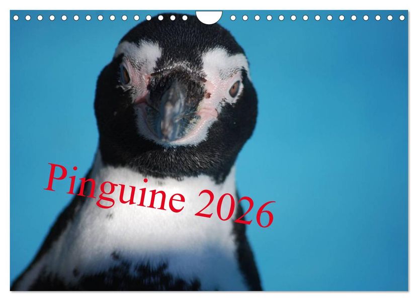 Pinguine 2026 (Wandkalender 2026 DIN A4 quer) CALVENDO Monatskalender