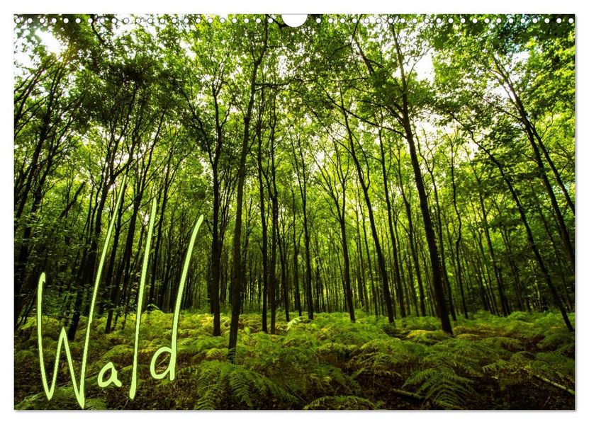 Wald (Wandkalender 2026 DIN A3 quer) CALVENDO Monatskalender