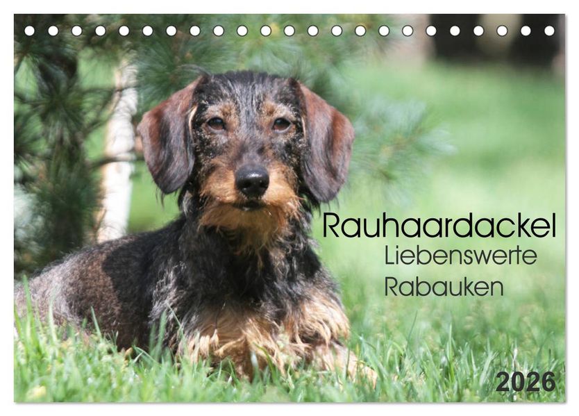 Liebenswerte Rabauken - Rauhaardackel (Tischkalender 2026 DIN A5 quer) CALVENDO Monatskalender